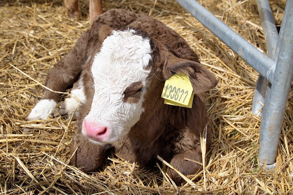 Поголовье крупного рогатого скота в Калининградской области за год выросло на 10,6%