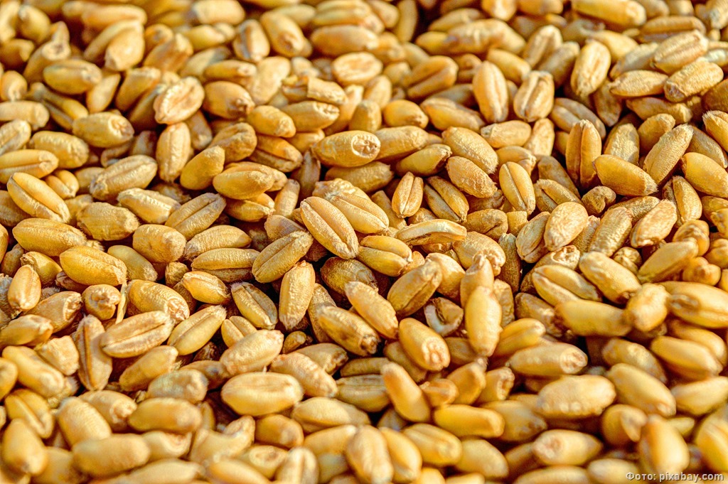 Калининградец украл со склада сельхозпредприятия 1,8 тонны яровой пшеницы