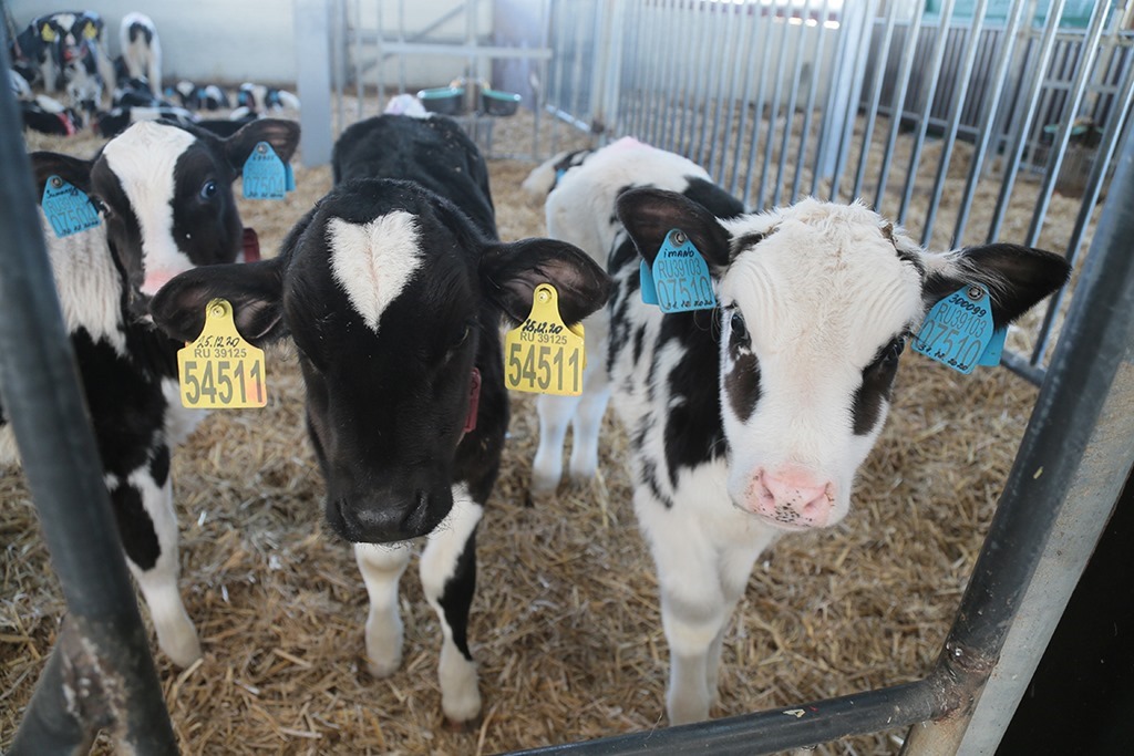 Поголовье коров в Калининградской области прибавило за год 3,7%