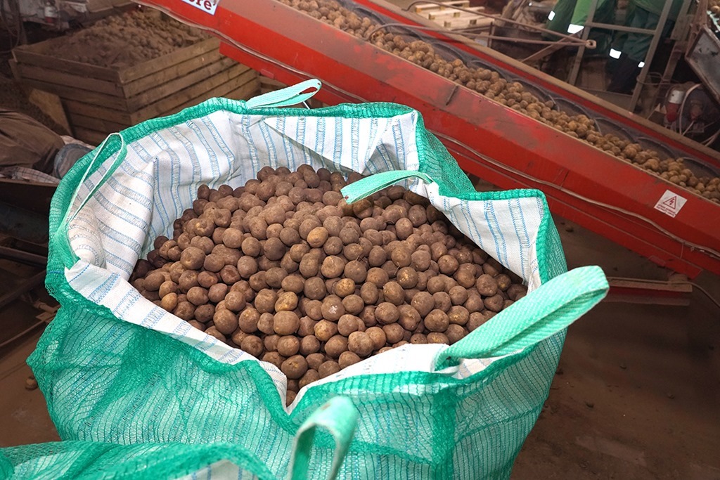 Калининград обеспечивает российские регионы высококачественными семенами картофеля