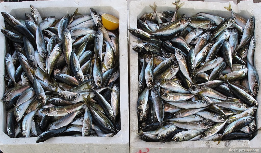 О производстве рыбной продукции в Калининградской области