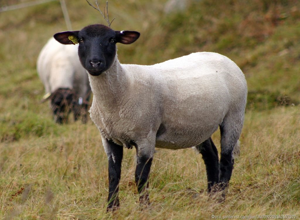 Суд взыскал ущерб от нападения собаки охотника на стадо овец