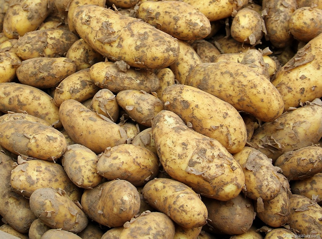 Мишустин увеличил объёмы господдержки для производителей картофеля и других овощей в Калининградской области
