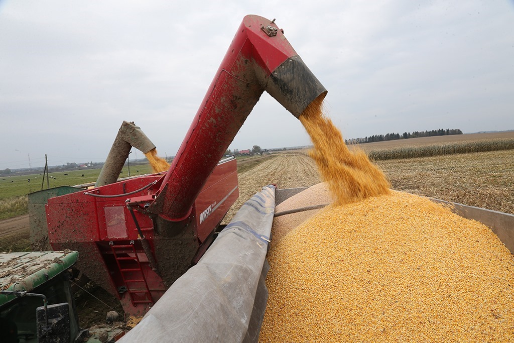 Калининградская область стала лидером по урожайности зерновых и зернобобовых