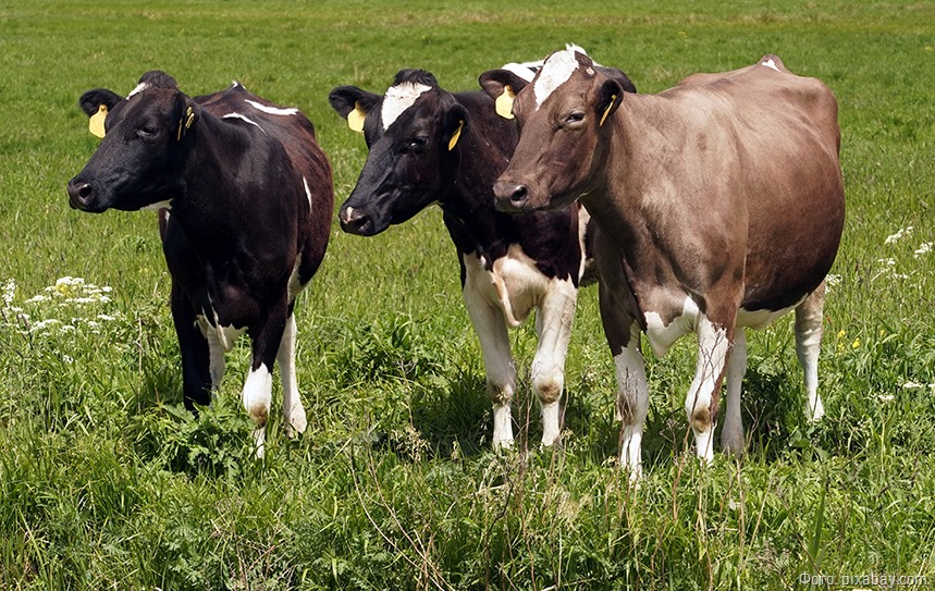 Калининградка отсудила миллион рублей за потоптанные коровами посевы