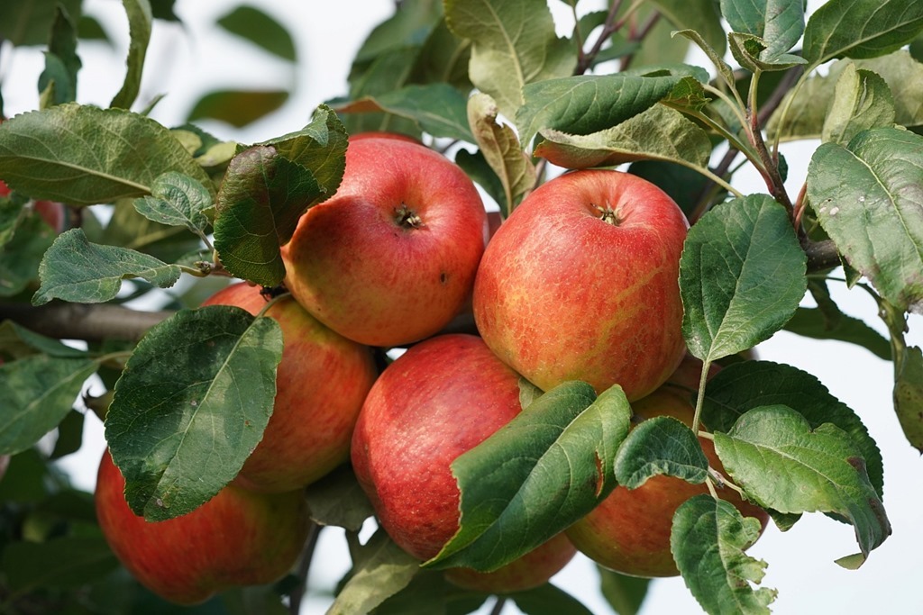 Зеленоградский округ вдвое увеличил производство плодово-ягодной продукции