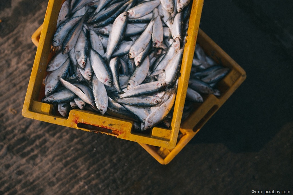 В Калининградской области выявлены махинации с перемещением рыбной продукции