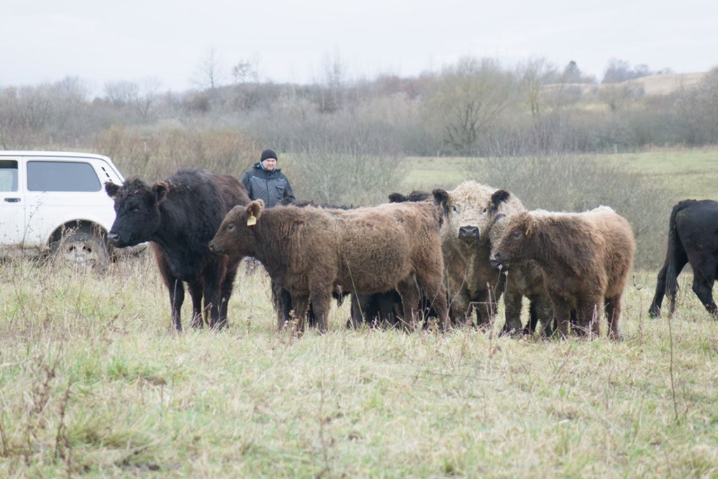 Калининградская область ставит на мясо и зерно