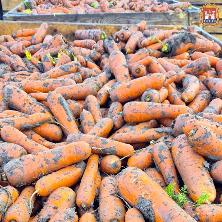 Калининградские аграрии собирают урожай в сложных условиях