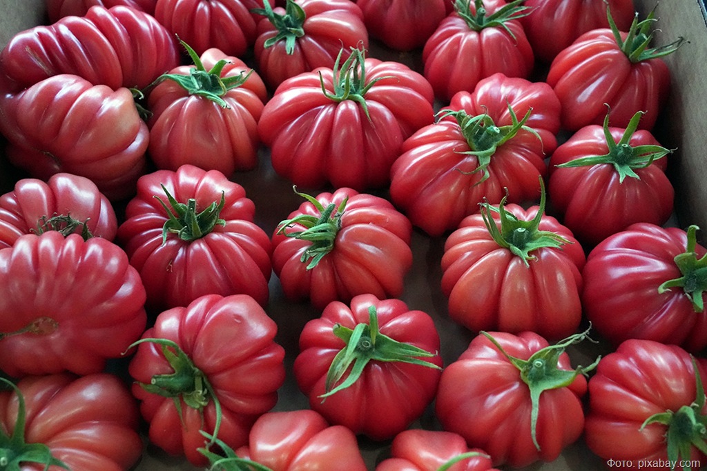 В Калининграде снова забраковали томаты из Марокко из-за вирусов