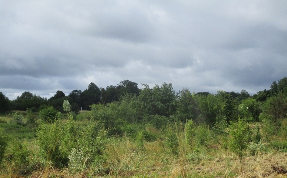 Прокуратура требует вернуть в казну земли, переданные без торгов в Пионерском