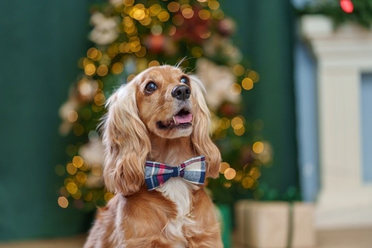 &laquo;Пушистая зима в Большой Стране&raquo;: фольклор, любовь к животным и новогодняя магия на выставке в мультимедийном пространстве