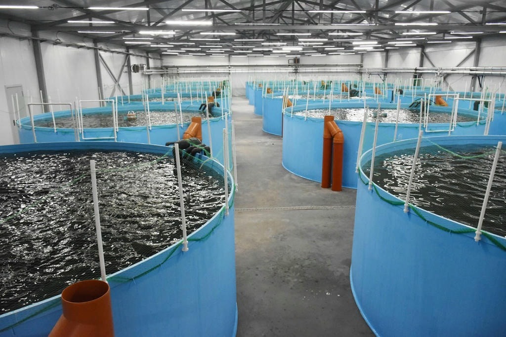 Рыбное производство в Калининградской области вырастет на 10%: губернатор назвал драйверы роста