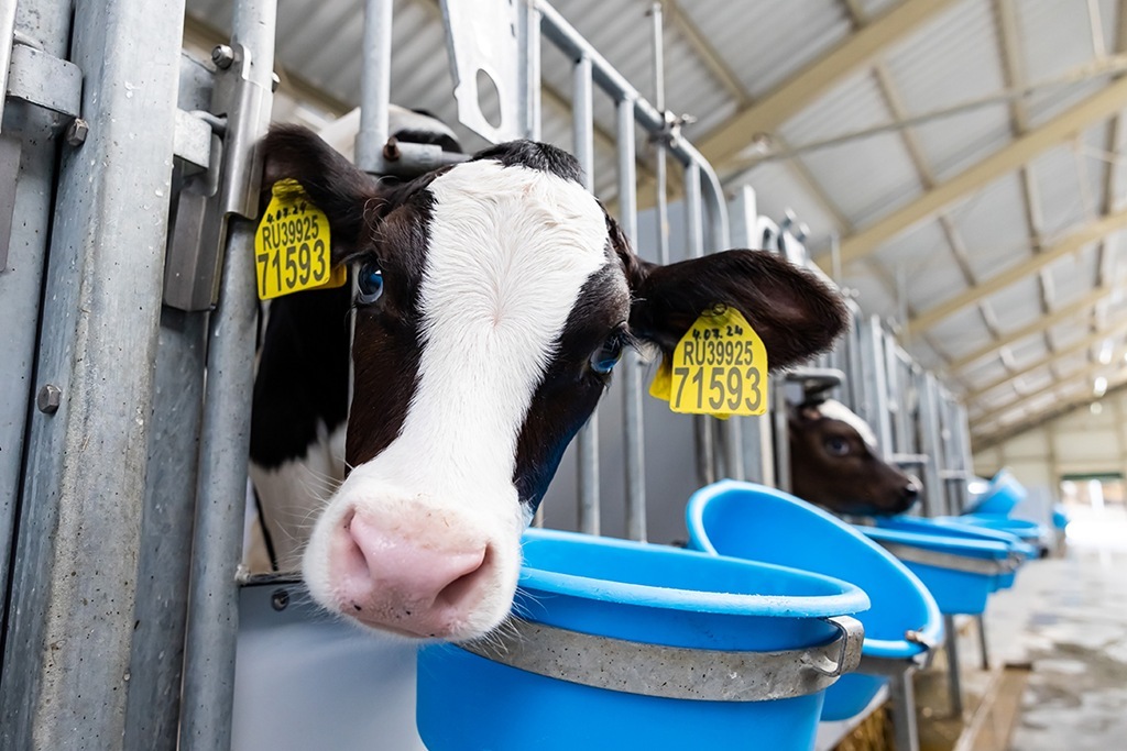 Калининградстат: поголовье скота и производство молока в регионе пошли в рост